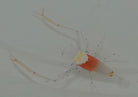 Cuapetes kororensis - Mushroom coral shrimp