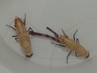 Saron rectirostris - Purple legs marble shrimp