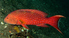 Variola albimarginata