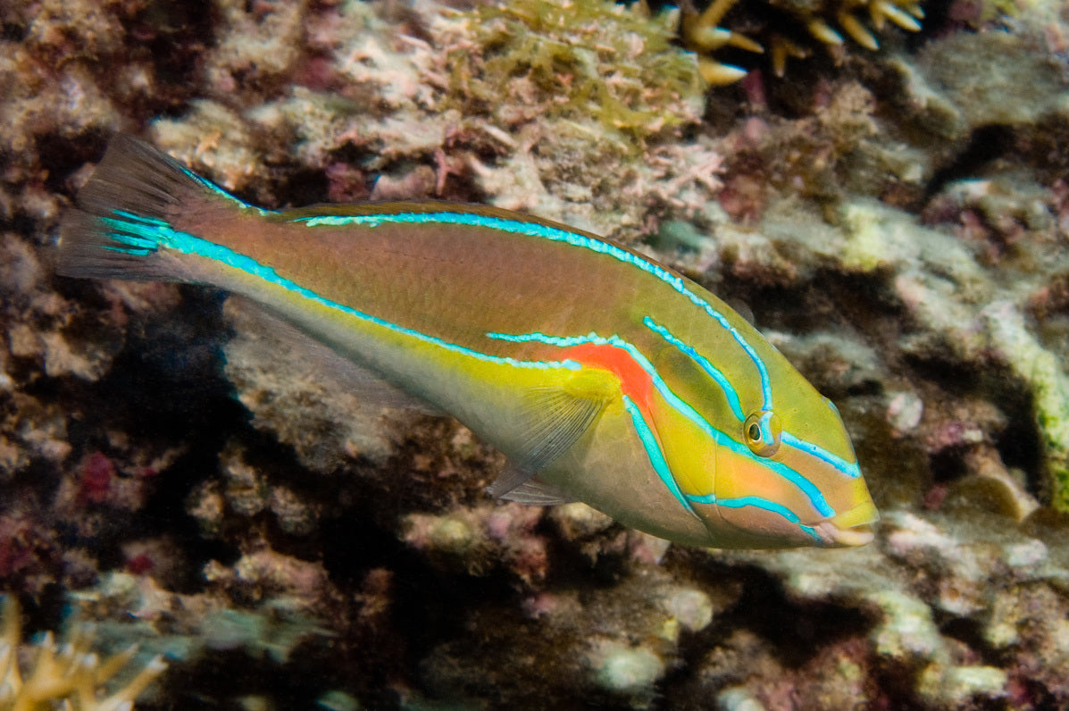 Stethojulis bandanensis - Red Shouldered Wrasse