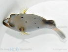 Arothron nigropunctatus - Blackspotted puffer