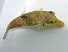 Canthigaster bennetti - Bennett's sharpnose puffer