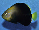 Chaetodontoplus cephalareticulatus - Maze angelfish