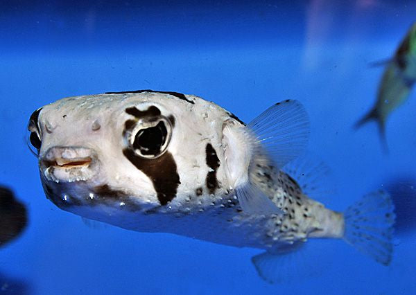 Diodon liturosus - Black-blotched porcupinefish