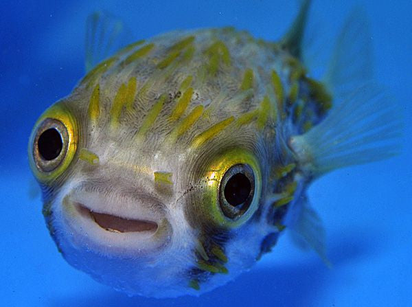 Diodon nicthemerus - Slender-spined porcupine fish