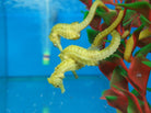 Hippocampus reidi (yellow) - Braziliaans Zeepaardje