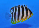 Paracentropyge multifasciata - Barred angelfish