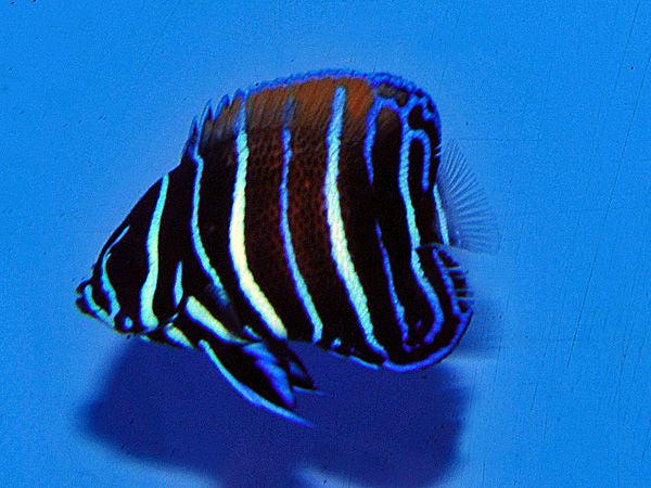 Pomacanthus navarchus - Majestic angelfish