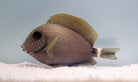 Acanthurus maculiceps