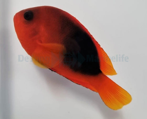 Amphiprion ephippium - Saddle anemonefish