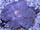 Entacmaea quadricolor - Bubble tip anemone