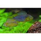 Apistogramma Borelli S/m Dwergcichlide Borelli