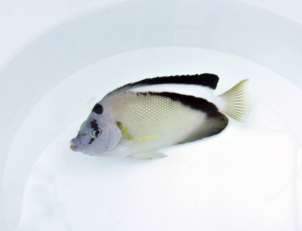 Apolemichthys griffisi - Griffis angelfish