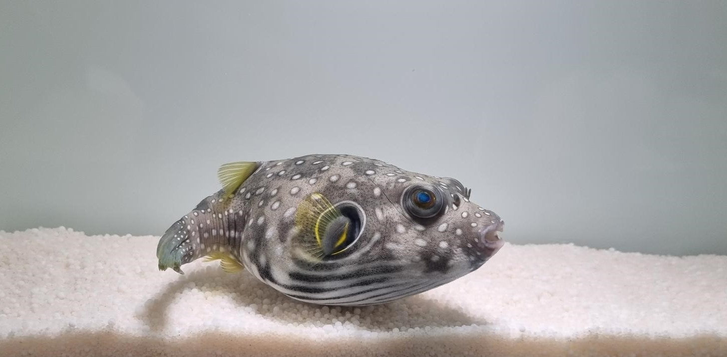 Arothron hispidus - White-spotted puffer