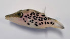 Canthigaster leoparda - Leopard sharpnose puffer