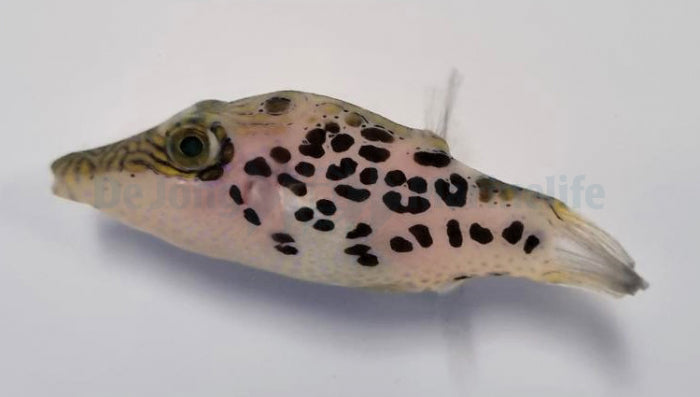 Canthigaster leoparda - Leopard sharpnose puffer