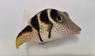 Canthigaster valentini - Valentin's sharpnose puffer