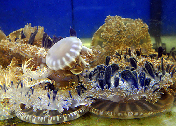 Cassiopea spp. - Upside-down Sea Jelly