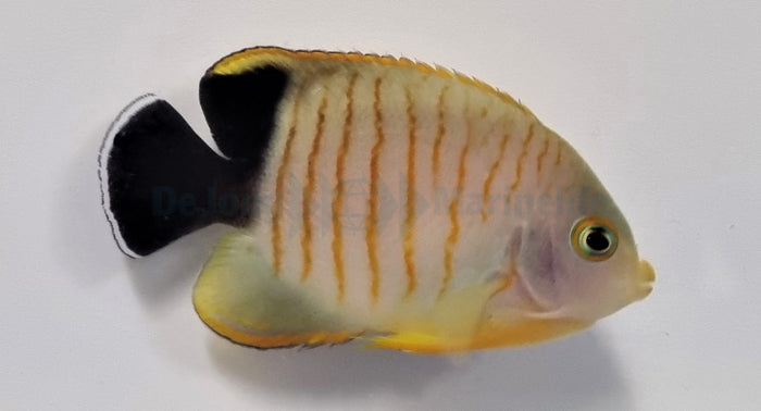 Centropyge eibli - Blacktail angelfish