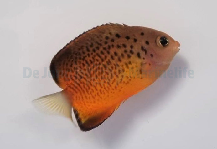 Centropyge ferrugata - Rusty angelfish