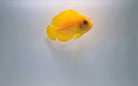 Centropyge flavissima - Lemonpeel angelfish