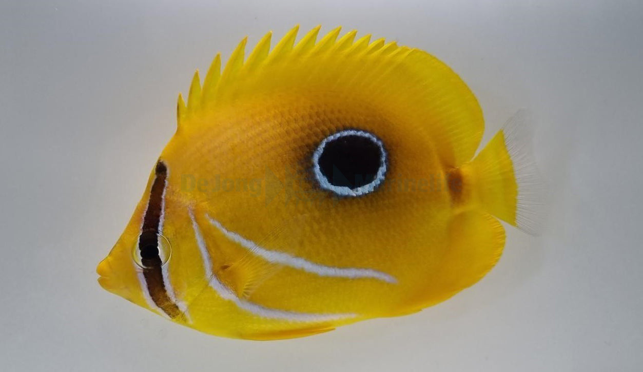 Chaetodon bennetti - Bluelashed Butterflyfish