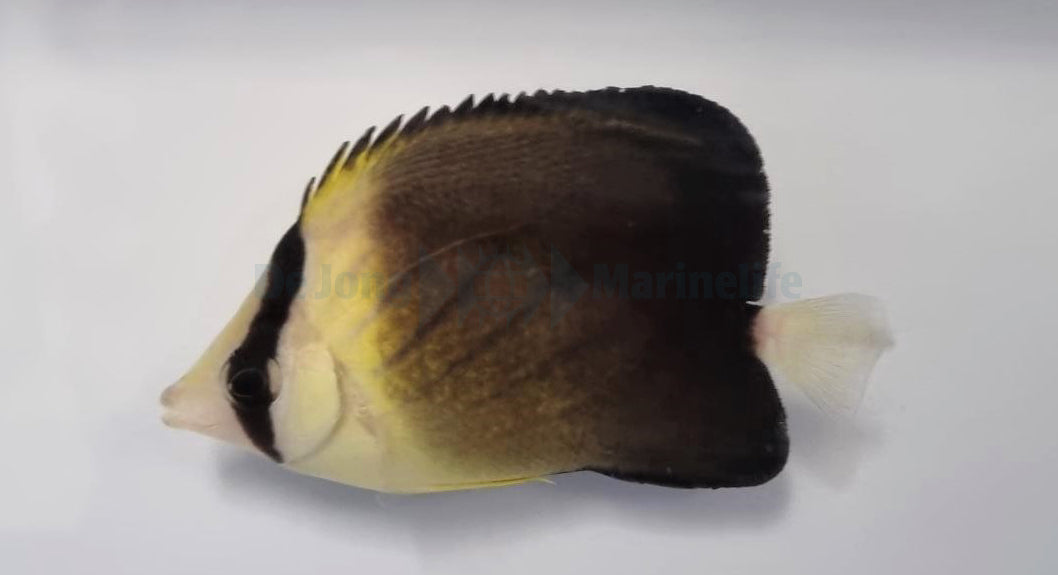 Chaetodon blackburnii - Blackburn's Butterflyfish