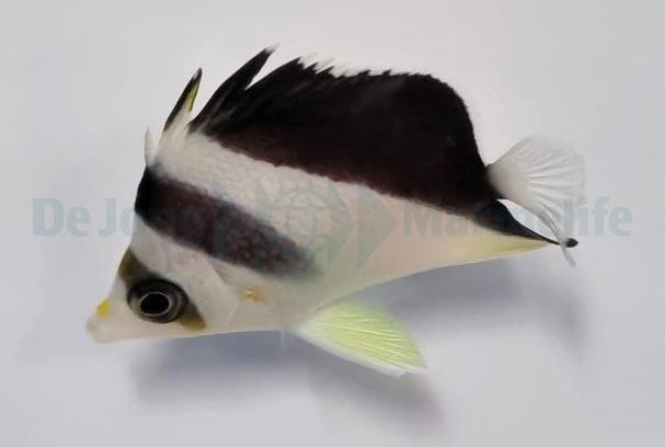 Chaetodon burgessi - Burgess' butterflyfish