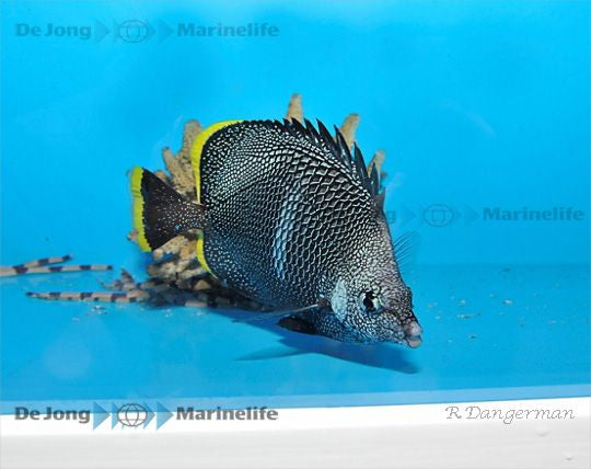 Chaetodon daedalma - Wrought Iron Butterflyfish<br>Erg zeldzaam