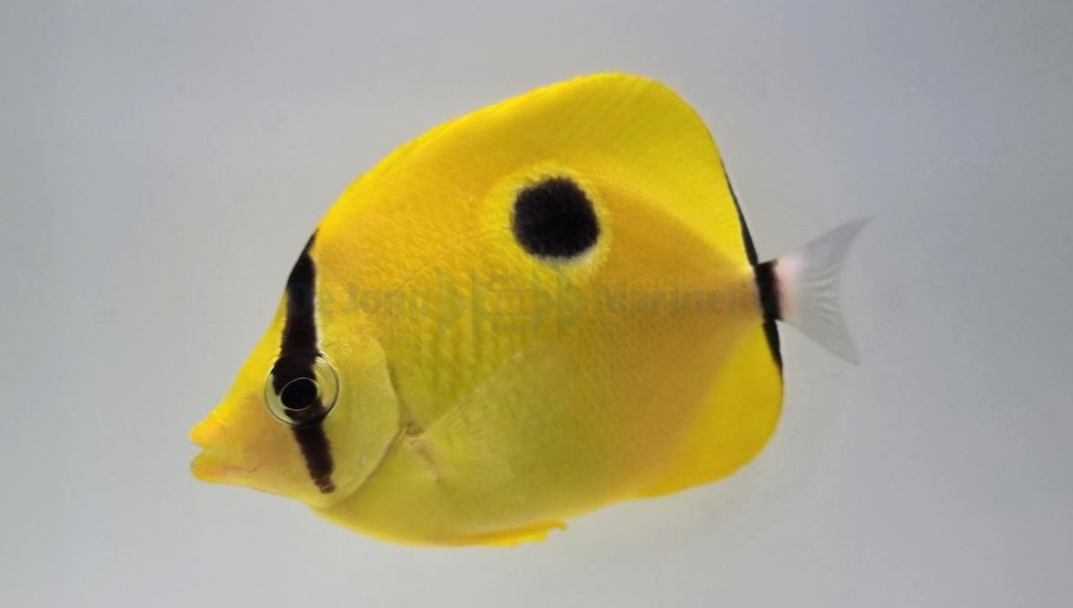 Chaetodon interruptus - Yellow teardrop butterflyfish