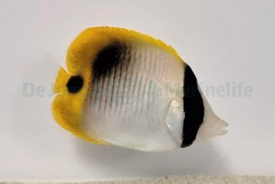 Chaetodon lineolatus - Lined butterflyfish