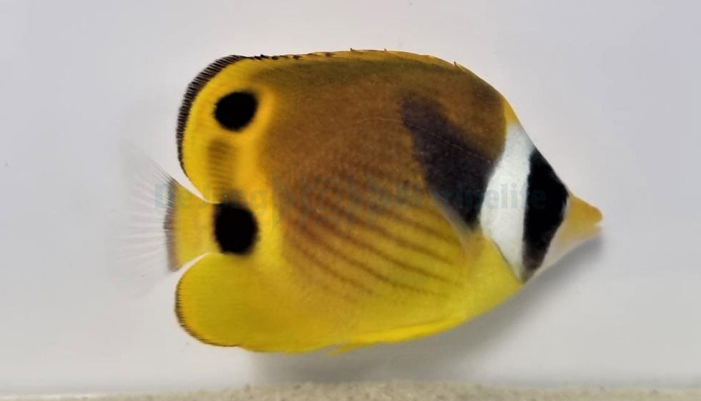 Chaetodon lunula - Raccoon butterflyfish