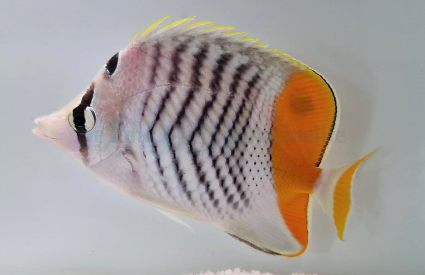 Chaetodon madagaskariensis - Seychelles butterflyfish