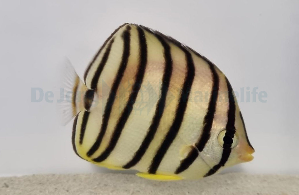 Chaetodon octofasciatus - Eightband butterflyfish