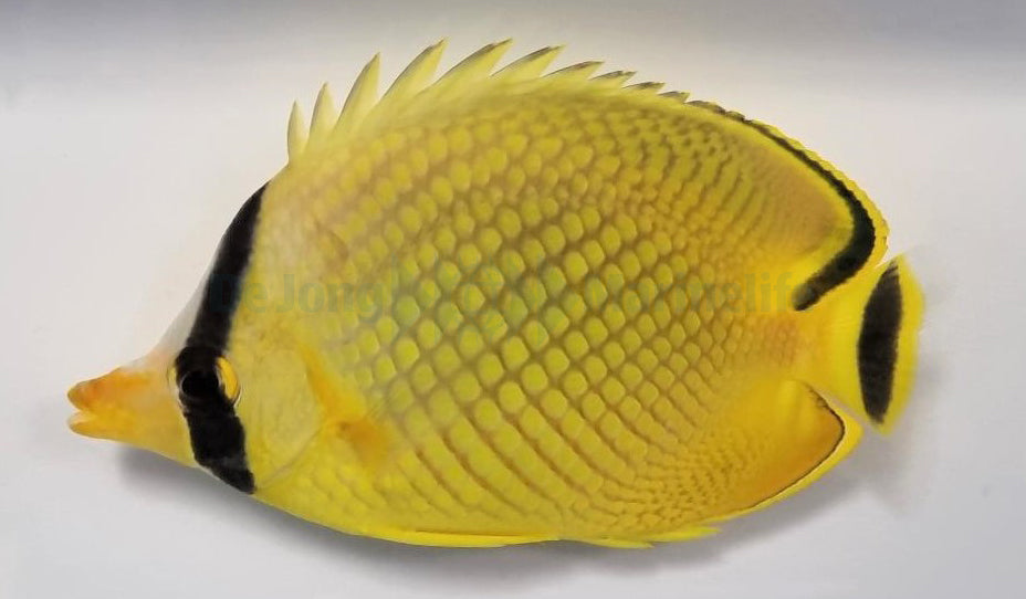 Chaetodon rafflesii - Latticed butterflyfish