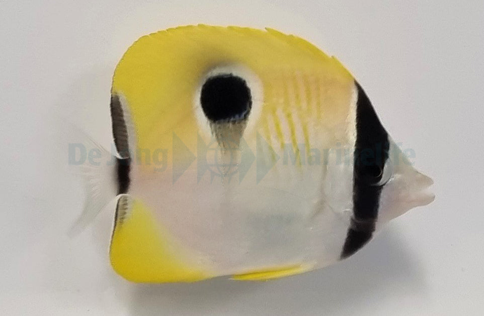 Chaetodon unimaculatus - Teardrop butterflyfish