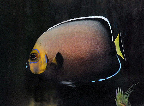 Chaetodontoplus conspicillatus - Conspicuous angelfish