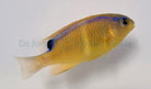 Chrysiptera brownriggii - Surge damselfish