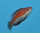 Cirrhilabrus rubriventralis