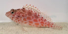 Cirrhitichthys oxycephalus - Coral Hawkfish