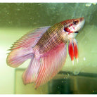 Betta Splendens Kempvis Doubletail Mixed colors