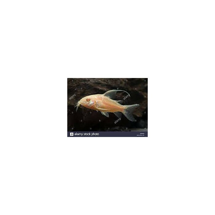 Corydoras Albino Longfin