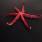 Echinaster luzonicus - Luzon seastar