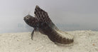 Emblemaria pandionis - Sailfin blenny