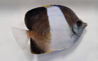 Hemitaurichthys zoster - Brown and white butterflyfish