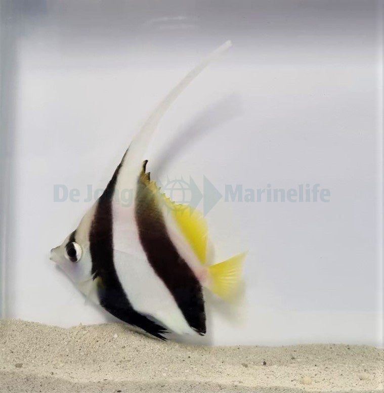 Heniochus diphreutes - Schooling bannerfish