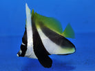 Heniochus monoceros - Masked bannerfish