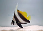 Heniochus singularius - Singular bannerfish