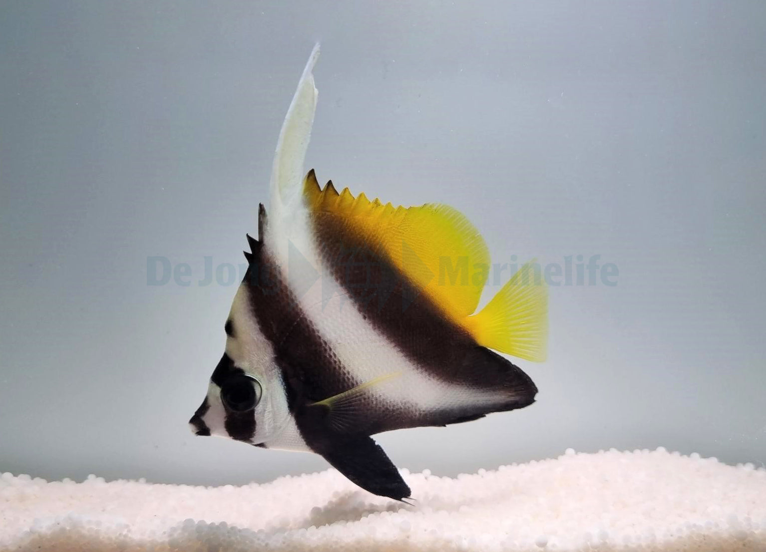 Heniochus singularius - Singular bannerfish