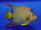 Holacanthus ciliaris - Queen angelfish